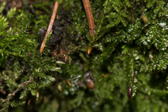 Brachytheciastrum velutinum