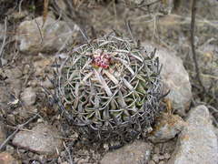 Echinofossulocactus dichroacanthus