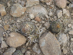 Echinofossulocactus dichroacanthus