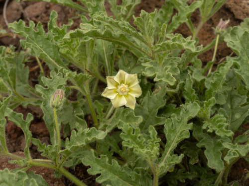 hairy five-eyes (Chamaesaracha sordida)