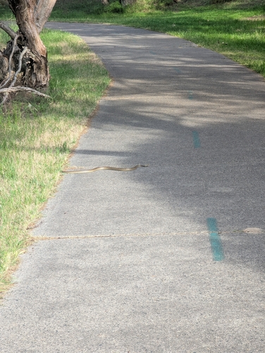 Mainland Dugite sighting