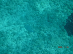 Balistes vetula