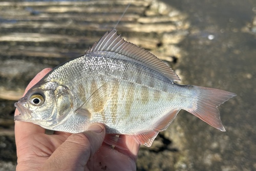 Redtail surfperch (Amphistichus rhodoterus) — Embiotocidae — 2