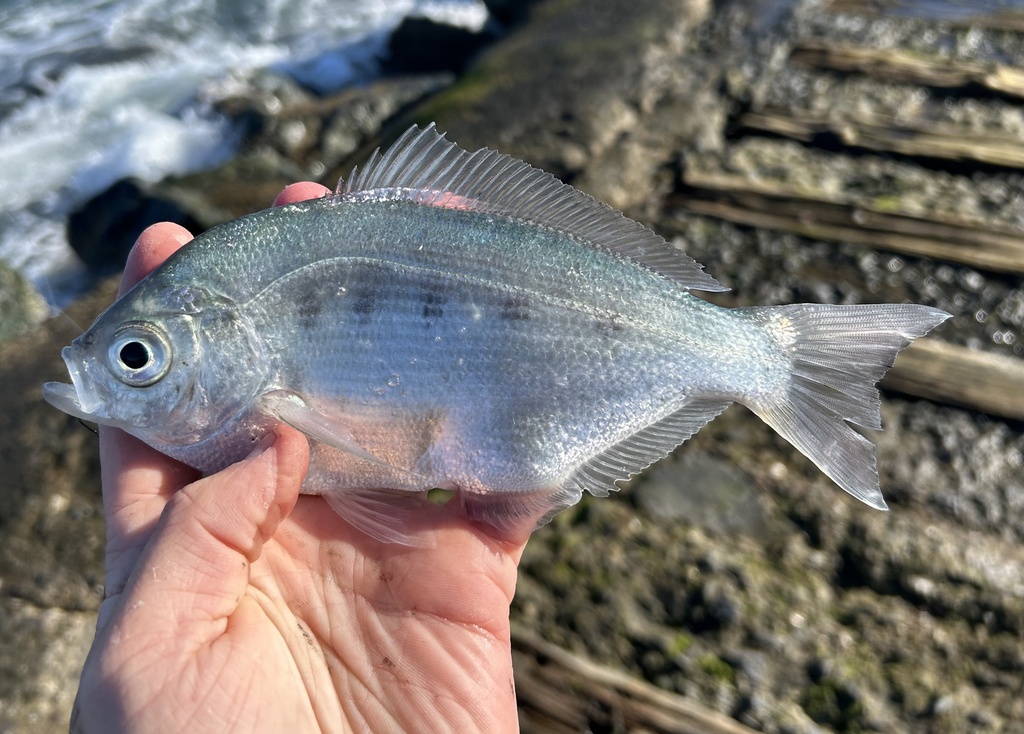 Silver surfperch (Hyperprosopon ellipticum) — Embiotocidae