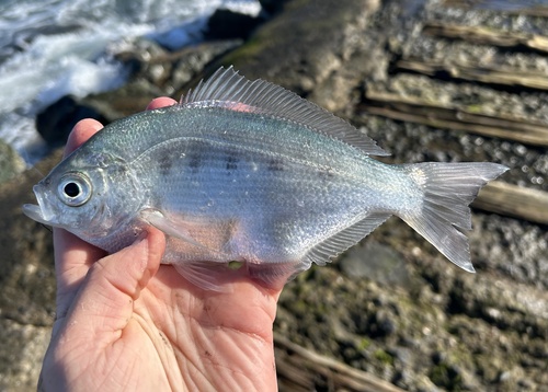 Silver surfperch (Hyperprosopon ellipticum) — Embiotocidae