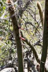 Cleistocactus buchtienii