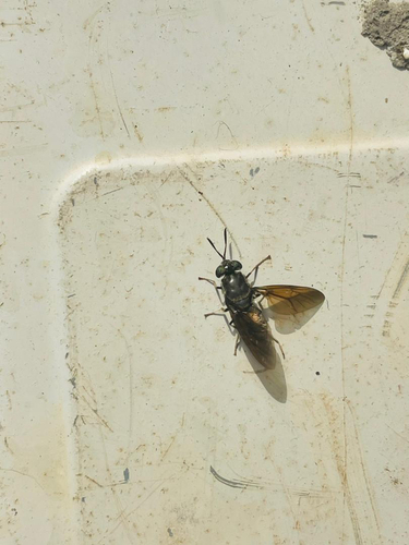 Unknown species found near Lubbock, TX, US