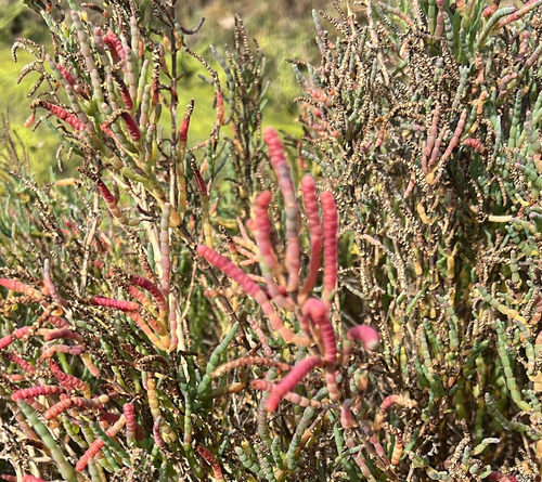 iNaturalist observation photo of pickleweeds