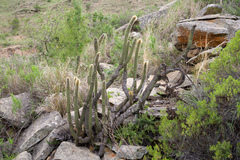 Cleistocactus buchtienii