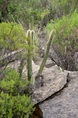 Cleistocactus buchtienii