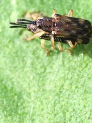 Sumitrosis inaequalis