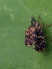 Sumitrosis inaequalis