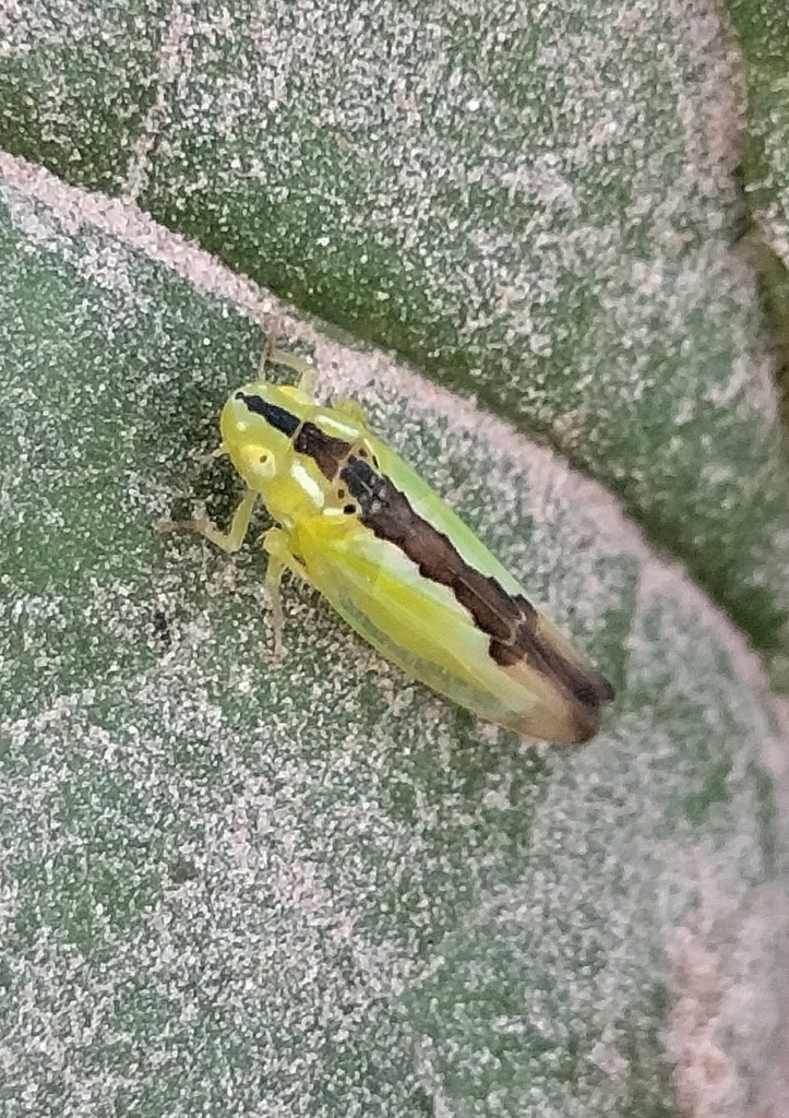 Neocoelidia fuscodorsata