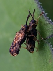Sumitrosis inaequalis