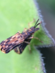 Sumitrosis inaequalis