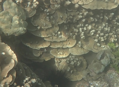 Porites rus, 2025-11-06