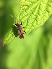 Neopamera albocincta