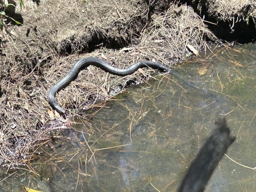 Red-bellied Black Snake sighting