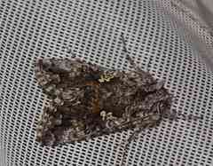 Syngrapha octoscripta