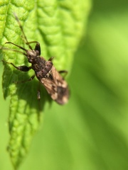 Neopamera albocincta