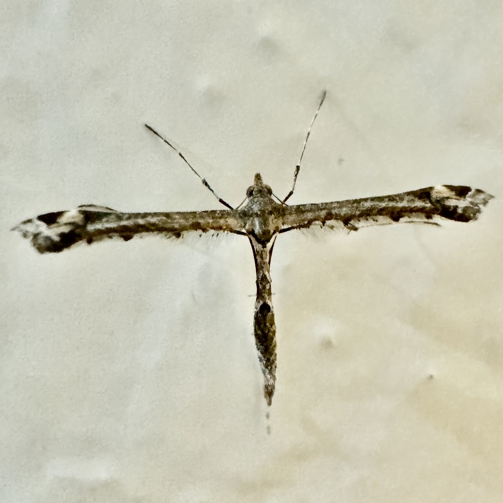 Sage Plume Moth