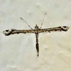 Sage Plume Moth