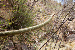 Cleistocactus buchtienii