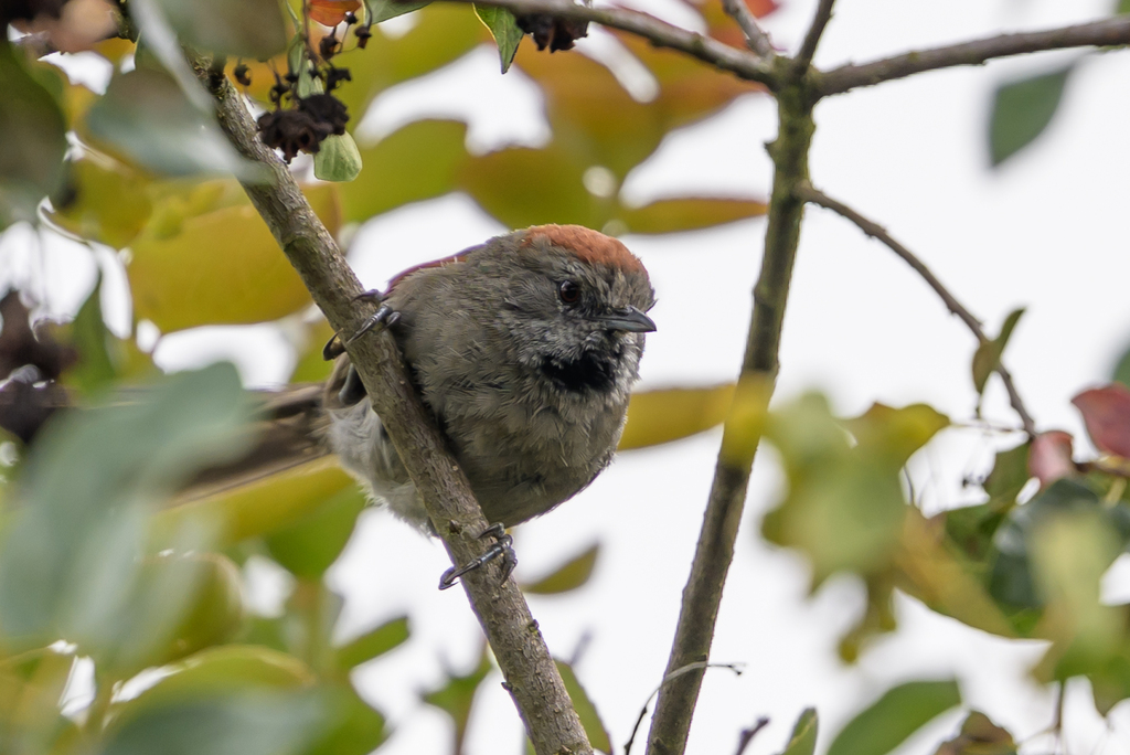 Silvery-throated Spinetail