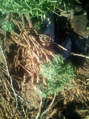 Armeria maritima maritima