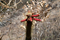 Cleistocactus buchtienii