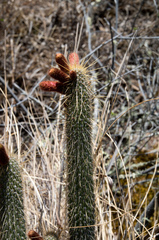 Cleistocactus buchtienii