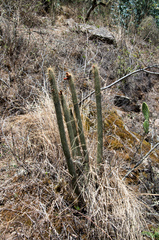 Cleistocactus buchtienii