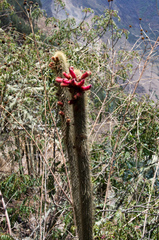 Cleistocactus buchtienii