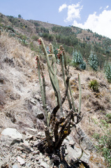 Cleistocactus buchtienii
