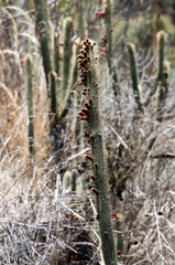 Cleistocactus buchtienii