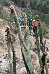 Cleistocactus buchtienii