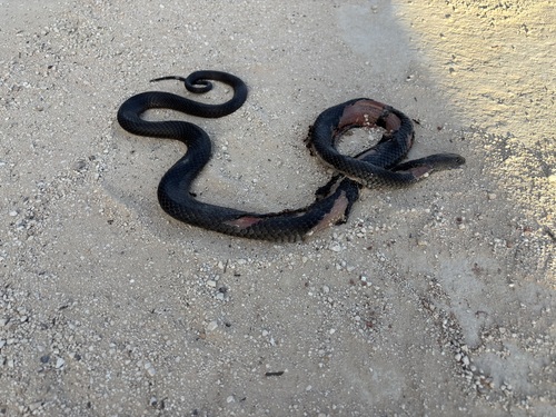 Eastern Brown Snake sighting