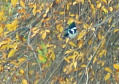 Chloroceryle amazona