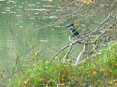 Chloroceryle amazona