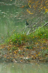 Chloroceryle amazona