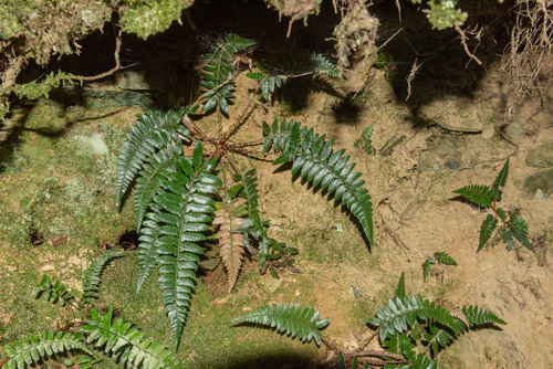 Polystichum prionolepis observed 2025-11-07