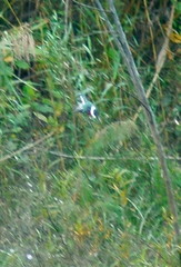 Chloroceryle americana