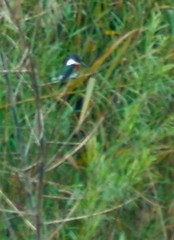 Chloroceryle americana