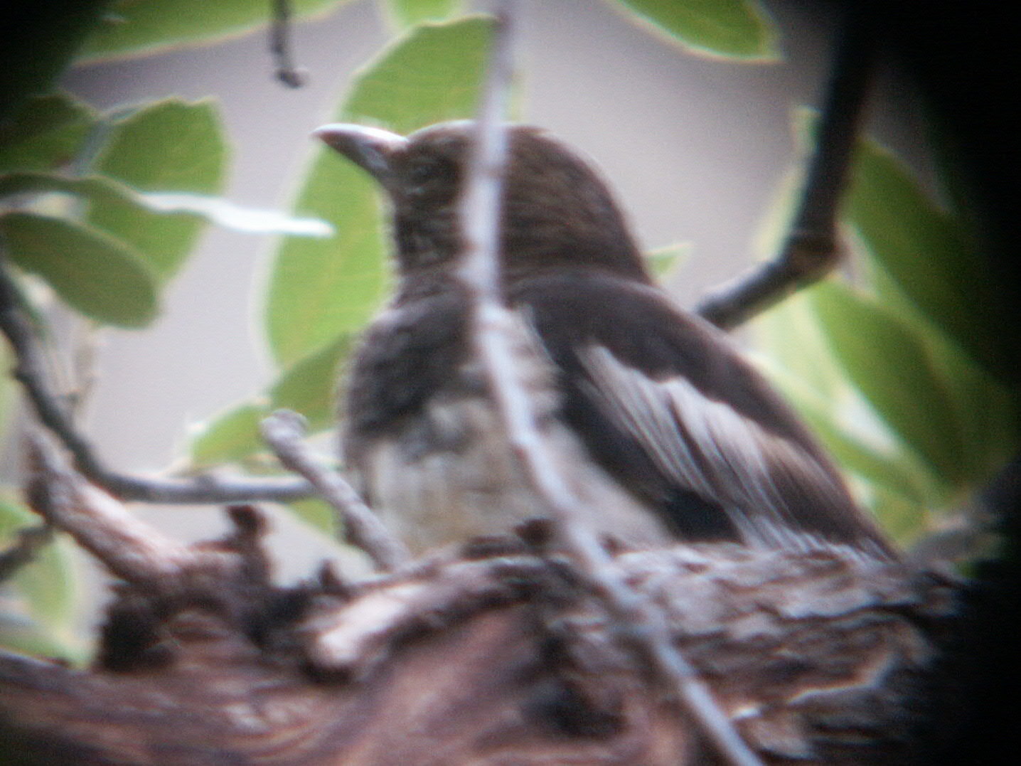 Aztec Thrush (Ridgwayia pinicola), photo 5