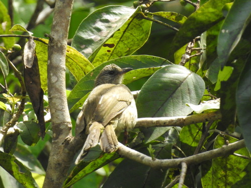 Pycnonotus plumosus observed 2025-11-11