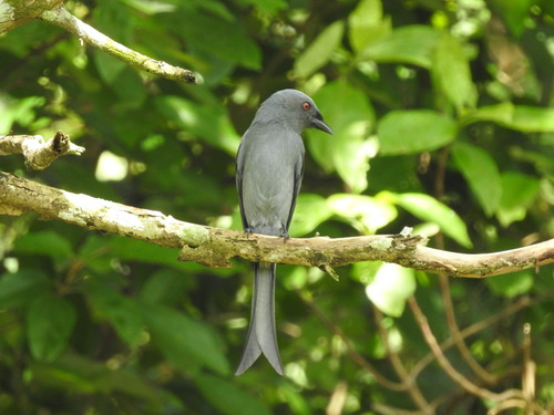 Dicrurus leucophaeus observed 2025-11-11
