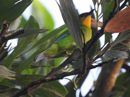 Chloropsis palawanensis observed 2025-11-12