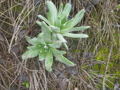Dudleya virens
