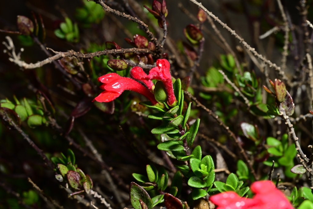 Scutellaria molanguitensis