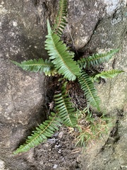 Blechnum australe